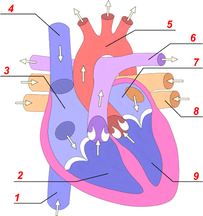 heal sb-1-The Heart and Functionsimg_no 645.jpg